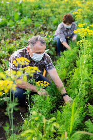 Elderly farmer wearing protective mask tending vegetables in the garden beds