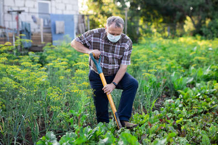 Man digs out beets with shovel in the garden beds