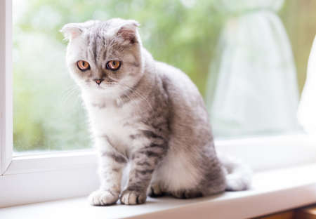 cute gray striped scottish fold kitten on windowsillの写真素材