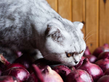 cute gray striped scottish fold kitten among bulbs