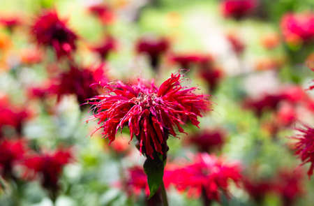 blossoming flower of Monarda didyma plant