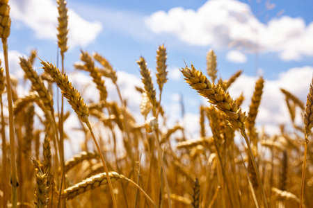 harvest of golden ripe ears full of grains in field in autumnの写真素材