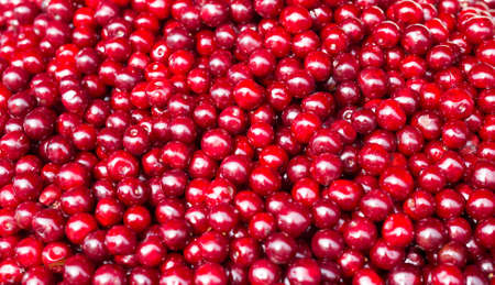 group of red berries cherry texture background