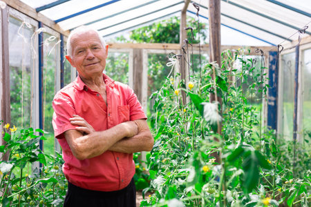 elderly gray haired farmer posing in a greenhouse with tomato plants in summerの写真素材