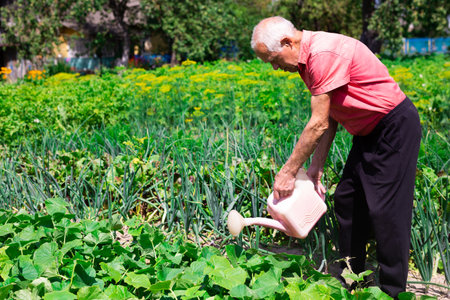 old man farmer watering cucumber beds in country vegetable gardenの写真素材