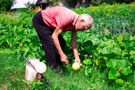 old man farmer working in a vegetable garden on manorの写真素材