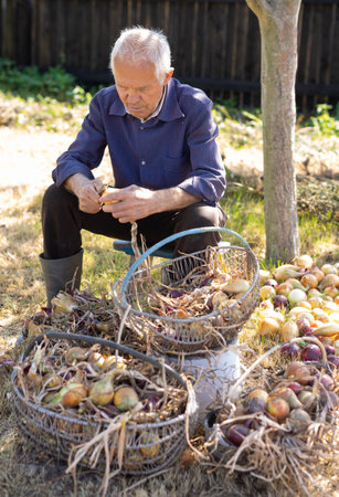 old man farmer peels onions while sitting on a bench in the gardenの写真素材