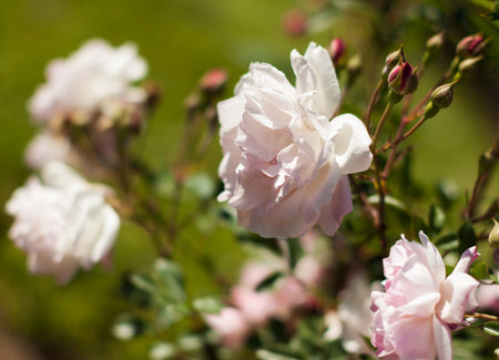 beautiful blooming white rose flower buds in the gardenの写真素材