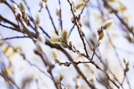 blooming spring shoots on salix branchesの写真素材