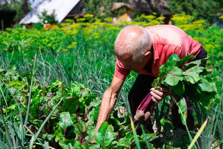 old man farmer unhappy with the beet harvest in the villageの写真素材