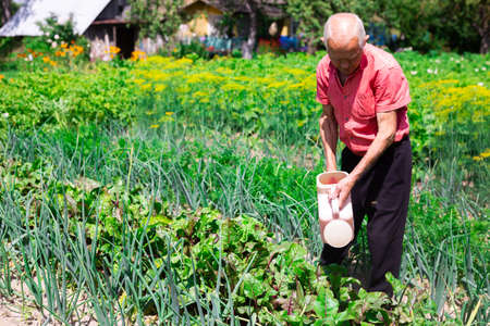 senor farmer watering the green onion beds in the rustic vegetable gardenの写真素材