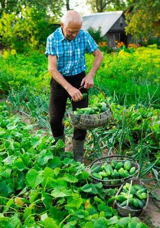 retired european man with a harvest of cucumbers in a basket in a vegetable garden on a personal plotの写真素材