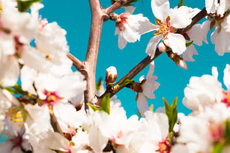 beautiful blooming peach trees in springの写真素材