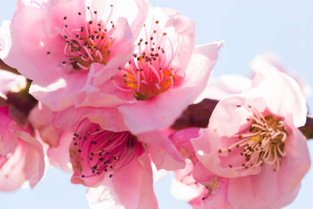 close up of pink blossoming peach flowers