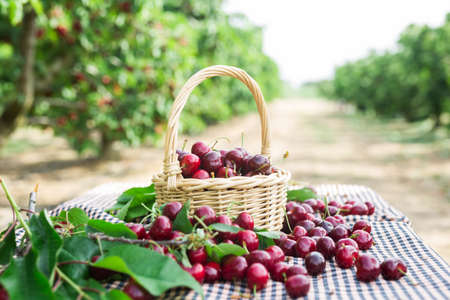 ripe juicy cherries in wicker basket in cherry gardenの写真素材