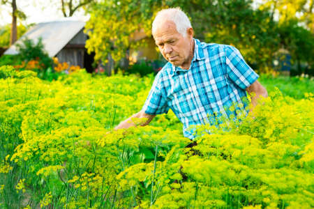 mature male farmer collects dill in the vegetable garden in village