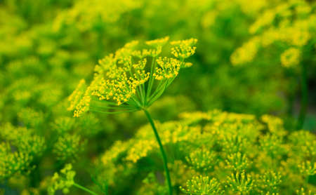 blooming green dill in the garden