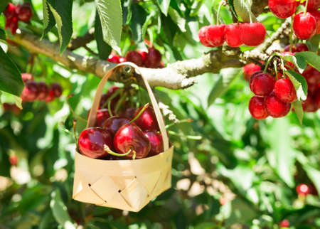 ripe juicy cherry berry in wicker basket on tree in cherry gardenの写真素材