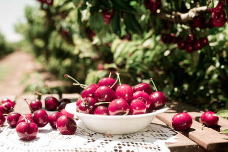still life of cherries in white bowl on table in garde