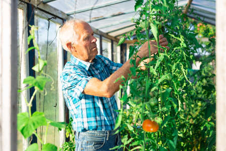 Farmer caring for tomato sprouts in a greenhouseの写真素材