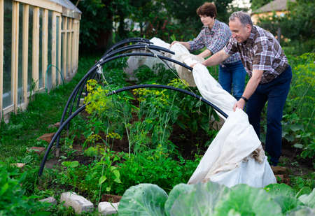 Elderly couple sets a greenhouse at a garden plotの写真素材