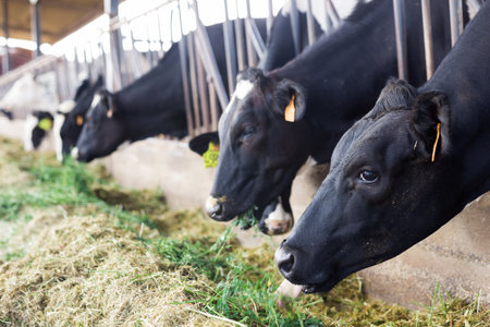 herd of cows in stall at dairy farmの写真素材