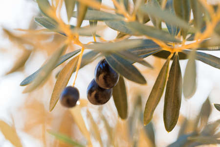black olives on tree branches in groveの写真素材