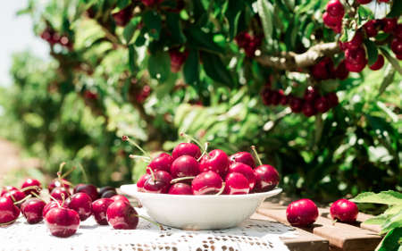 white bowl filled with ripe cherries on table against background of cherry trees with cherry berriesの写真素材