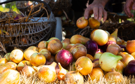golden onions on dried autumn grass in the gardenの写真素材