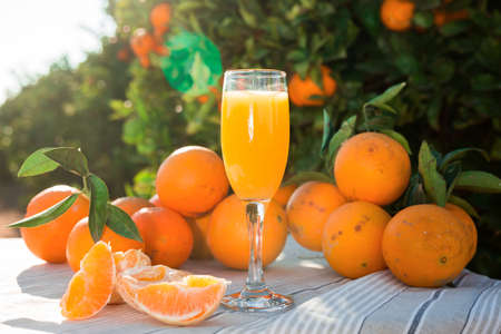 juicy oranges and juice on table in orange gardenの写真素材