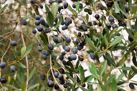 black olives on vnth trees in an olive groveの写真素材
