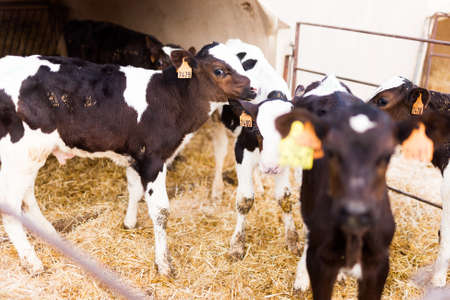 black and white calves in stall on farmの写真素材