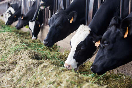adult cows eating hay with grass on dairy farmの写真素材