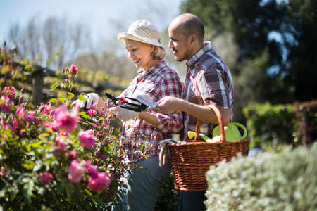 Family work in the garden. Woman and man grow rosesの写真素材