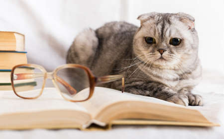 Gray cat lying near stack of books and glasses of ownerの写真素材