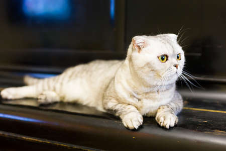 Gray cat lying on black wooden fallboard of old pianoの写真素材