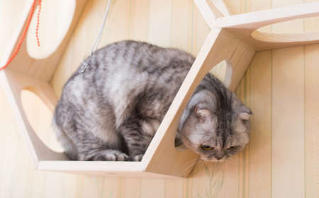 gray scottish fold cat interested with hanging beads while walking on wall mounted wooden shelfの写真素材