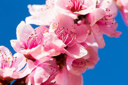 close up of pink blossoming peach flowers
