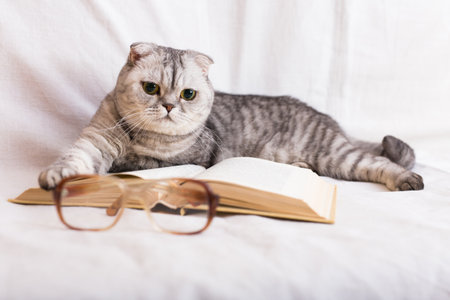 Cute cat plays with glasses and open books close upの写真素材