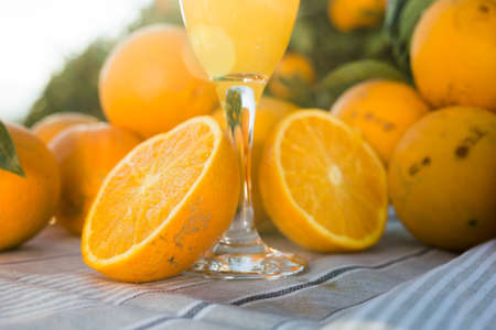 still life of juicy oranges and juice on table in orange gardenの写真素材