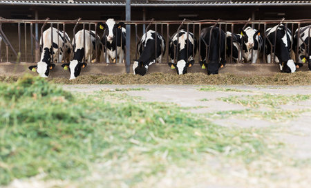 adult cows eating hay with grass on dairy farmの写真素材