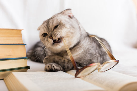 Stack of books, glasses and Scottish catの写真素材