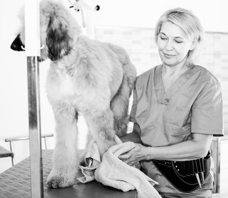 mature woman hairdresser wipes puppy of Afghan hound in hairdresser for dogsの写真素材