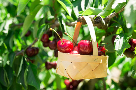wicker basket filled with ripe cherries against background of cherry trees with cherries berriesの写真素材
