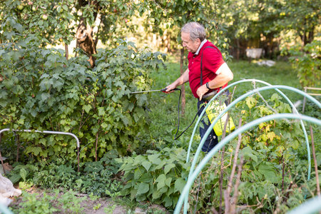 Older man diligently spraying vegetables with insecticide in garden