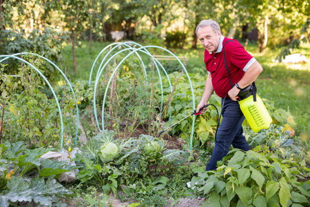 Mature man applying insecticide on vegetables in backyard gardenの写真素材