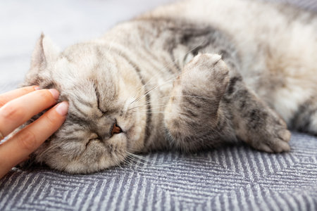 cute gray scottish fold enjoys relaxing lying on gray sofa
