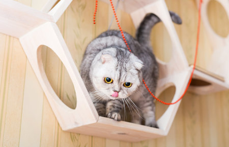 gray scottish fold cat interested with hanging beads while walking on wall mounted wooden shelfの写真素材