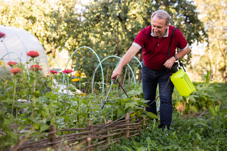 Mature man applying insecticide on vegetables in backyard gardenの写真素材