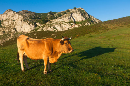 Mountain cow sits on a lawn in a national parkの写真素材